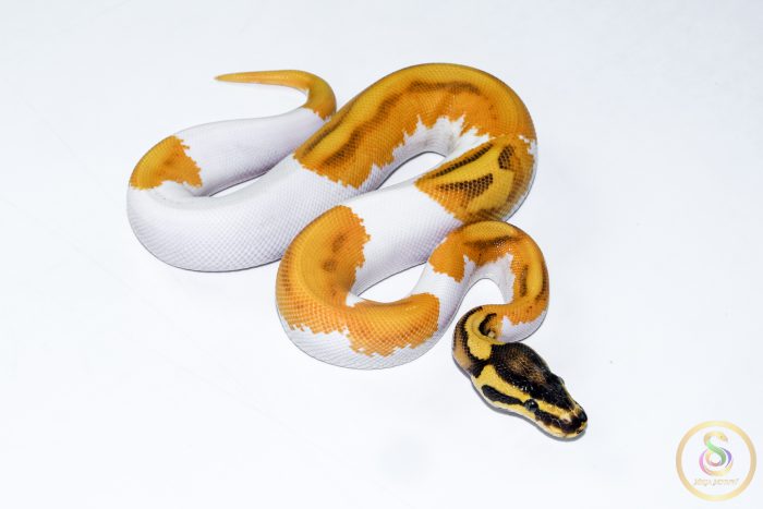 6525 0.1 SUPER ORANGE DREAM ENCHI YELLOW BELLY PIEBALD - Image 2