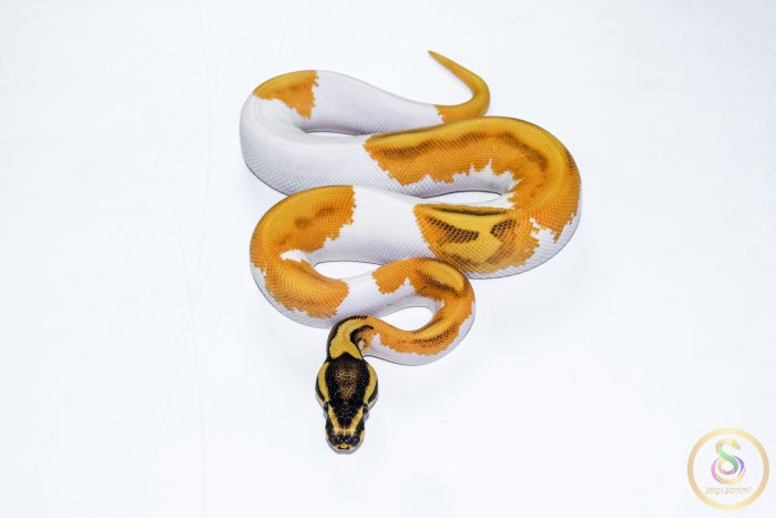 6525 0.1 SUPER ORANGE DREAM ENCHI YELLOW BELLY PIEBALD - Image 3