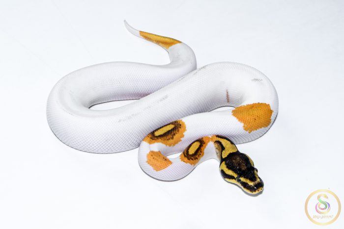 6529-2 6529 0.1 SUPER ORANGE DREAM YELLOW BELLY PIEBALD - Image 2