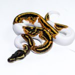 6531 1.0 YELLOW BELLY PIEBALD