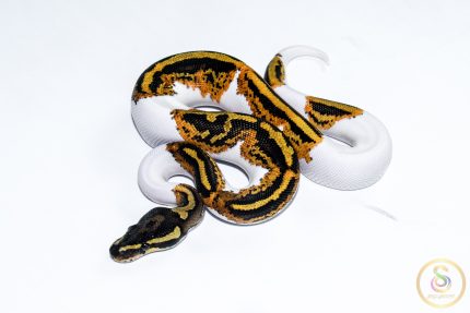 6531 1.0 YELLOW BELLY PIEBALD