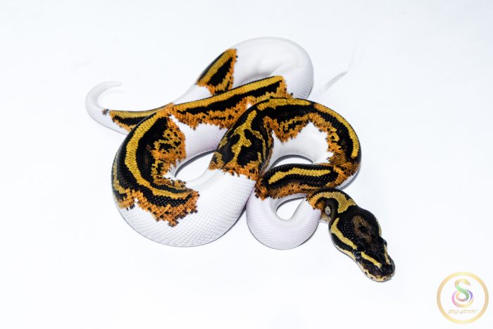 6531-2 6531 1.0 YELLOW BELLY PIEBALD - Image 2
