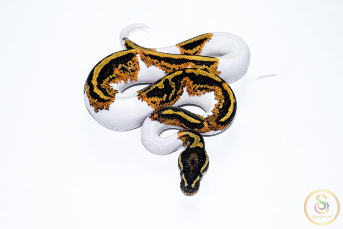 6531-3 6531 1.0 YELLOW BELLY PIEBALD - Image 3
