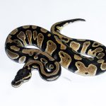 6532 1.0 ORANGE DREAM DOUBLE HET CLOWN PIEBALD