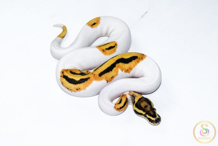 6533 1.0 ORANGE DREAM FIRE YELLOW BELLY PIEBALD HET CLOWN - Image 2