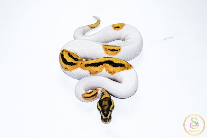6533 1.0 ORANGE DREAM FIRE YELLOW BELLY PIEBALD HET CLOWN - Image 3