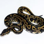 6537 1.0 ORANGE DREAM LEOPARD DOUBLE HET CLOWN PIEBALD