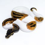 6538 1.0 ORANGE DREAM LEOPARD PIEBALD HET CLOWN