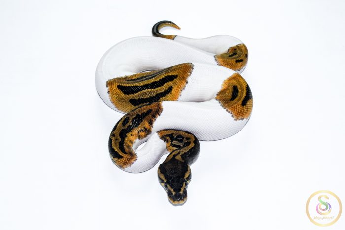 6538 1.0 ORANGE DREAM LEOPARD PIEBALD HET CLOWN - Image 3