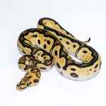 6539 1.0 ORANGE DREAM FIRE YELLOW BELLY CLOWN HET PIEBALD