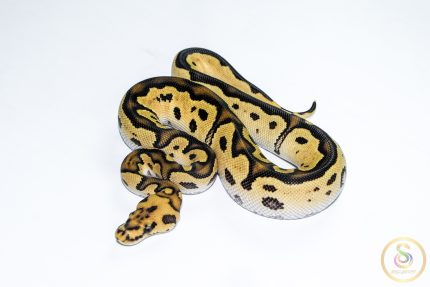 6539 1.0 ORANGE DREAM FIRE YELLOW BELLY CLOWN HET PIEBALD