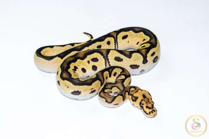 6539 1.0 ORANGE DREAM FIRE YELLOW BELLY CLOWN HET PIEBALD - Image 2