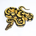 6540 0.1 ORANGE DREAM FIRE YELLOW BELLY DOUBLE HET CLOWN PIEBALD