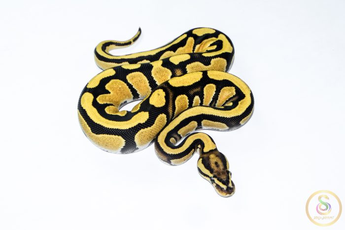 6540 0.1 ORANGE DREAM FIRE YELLOW BELLY DOUBLE HET CLOWN PIEBALD - Image 2