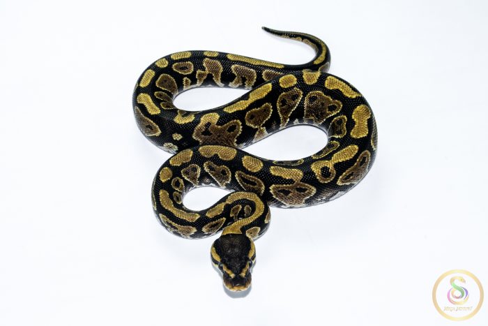 6546 0.1 GRAVEL HET CLOWN - Image 3