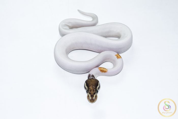6555 1.0 ORANGE DREAM YELLOW BELLY MOJAVE PIEBALD - Image 2