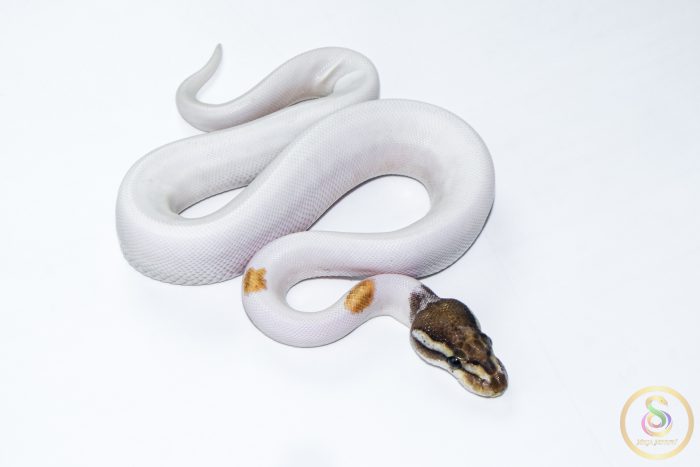 6555 1.0 ORANGE DREAM YELLOW BELLY MOJAVE PIEBALD - Image 3