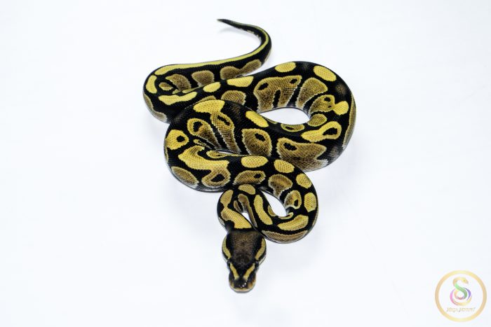 6556 0.1 DESERT GHOST - Image 3