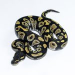 6560 1.0 BLACKHEAD DESERT GHOST