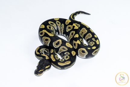 6560 1.0 BLACKHEAD DESERT GHOST