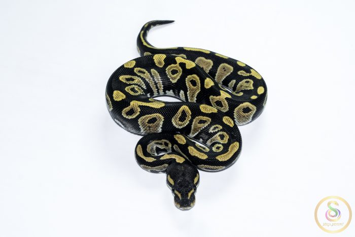 6560 1.0 BLACKHEAD DESERT GHOST - Image 3