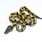 6561 0.1 DESERT GHOST