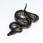 6564 0.1 BLACKHEAD MOJAVE TRICK HET CLOWN