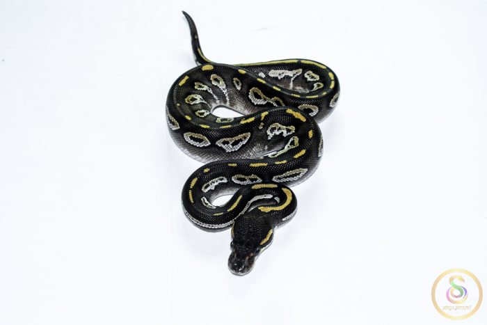 6564 0.1 BLACKHEAD MOJAVE TRICK HET CLOWN - Image 3