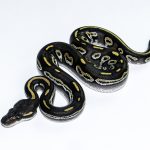 6566 0.1 BLACKHEAD MOJAVE HET CLOWN