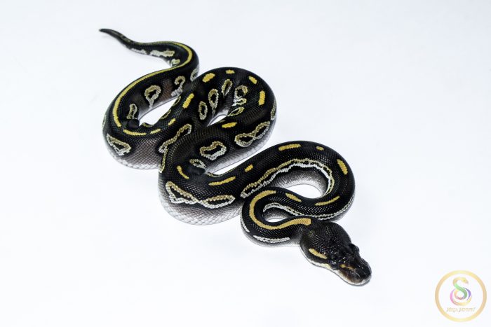 6566-2 6566 0.1 BLACKHEAD MOJAVE HET CLOWN - Image 2