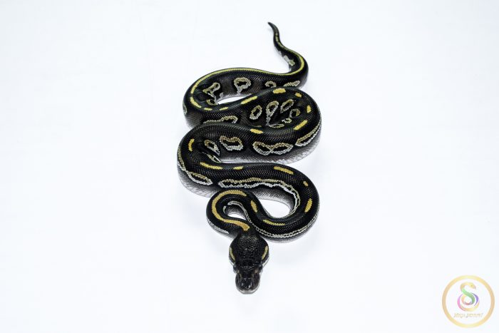 6566-3 6566 0.1 BLACKHEAD MOJAVE HET CLOWN - Image 3
