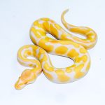 6571 1.0 ENCHI CADINO