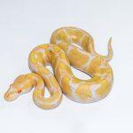 6573 1.0 ENCHI CADINO