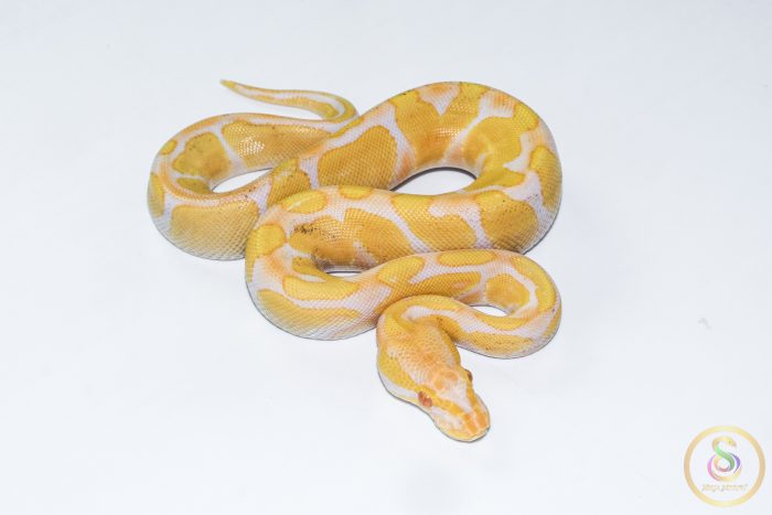 6573 1.0 ENCHI CADINO - Image 2