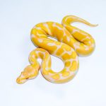 6574 0.1 ENCHI CADINO