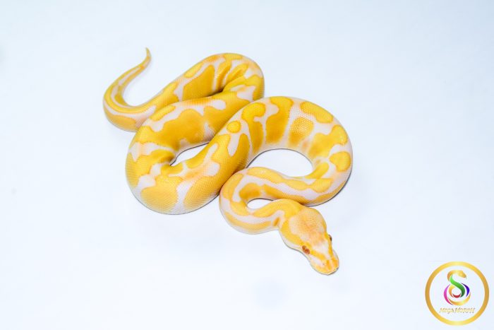 6574 0.1 ENCHI CADINO - Image 2