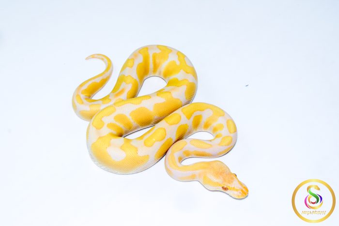 6575 0.1 ENCHI CADINO - Image 2