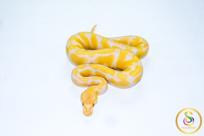 6575 0.1 ENCHI CADINO - Image 3