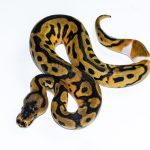 6576 0.1 ENCHI LEOPARD CLOWN PIEBALD