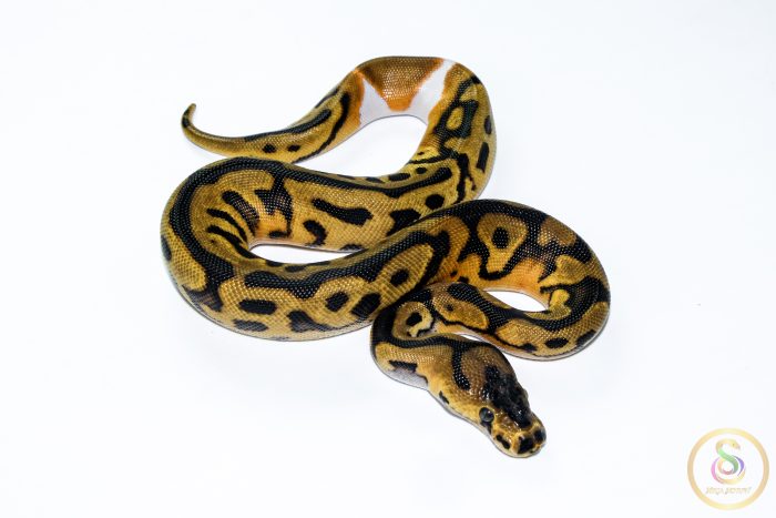 6576 0.1 ENCHI LEOPARD CLOWN PIEBALD - Image 2