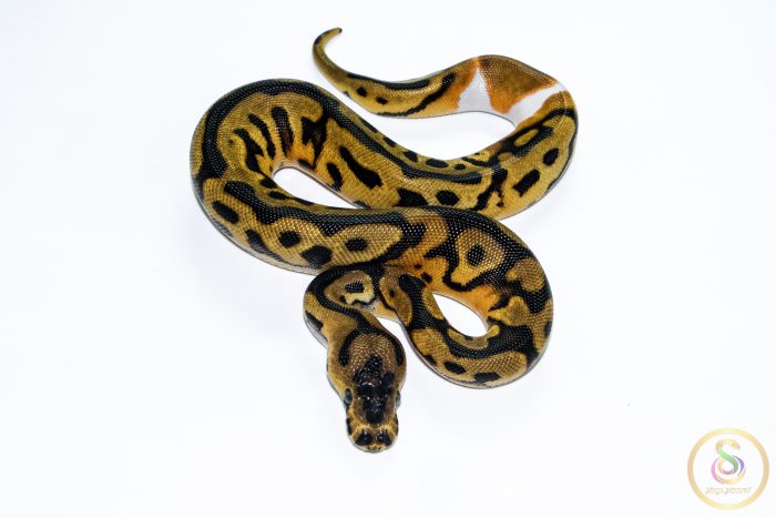6576 0.1 ENCHI LEOPARD CLOWN PIEBALD - Image 3