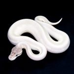 6579 1.0 SUPER MOJAVE