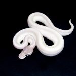 6580 1.0 SUPER MOJAVE