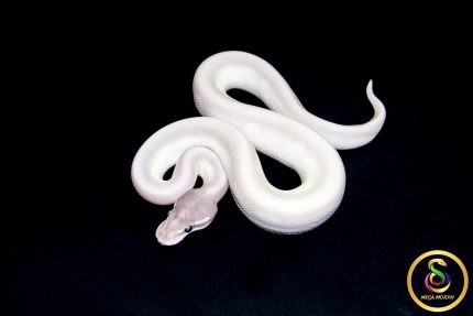6580 1.0 SUPER MOJAVE