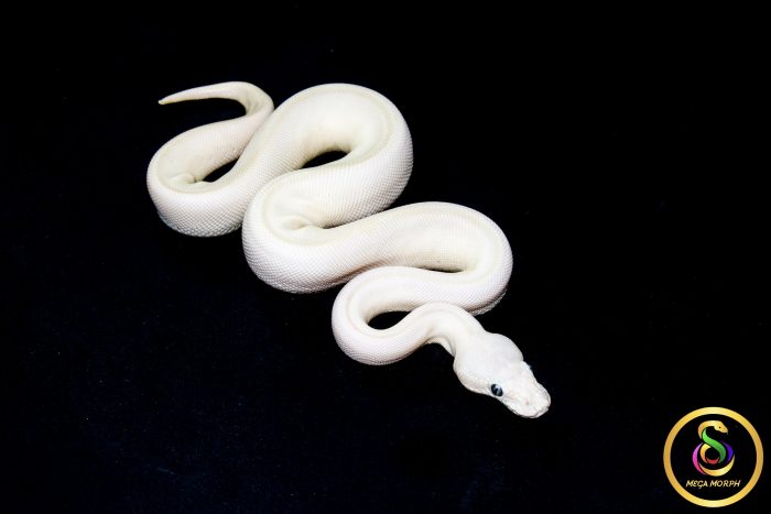 6581 0.1 BEL - Image 2