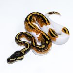 6603 0.1 YELLOW BELLY PIEBALD