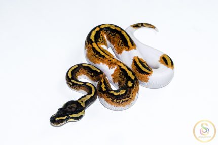 6603 0.1 YELLOW BELLY PIEBALD