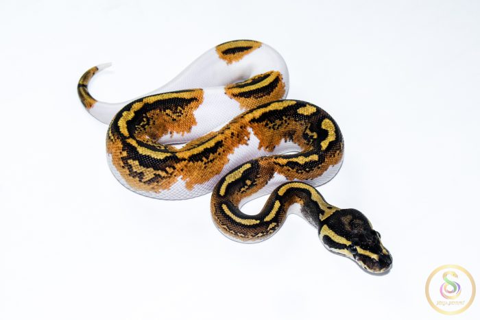 6603 0.1 YELLOW BELLY PIEBALD - Image 2