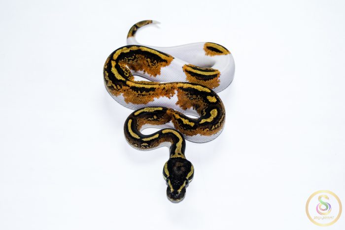 6603 0.1 YELLOW BELLY PIEBALD - Image 3