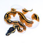 6604 1.0 YELLOW BELLY PIEBALD